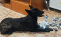 Dona, patrupeda Serviciului Vamal în acțiune. A găsit sute de pachete de țigări, ascunse de un șofer în tavanul mașinii, la vama Costești - VIDEO 