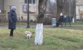 Se otrăvesc câinii la Soroca. Localnicii spun că au văzut cu ochii lor cum animalele pier, după ce mănâncă hrana aruncată dintr-o mașină. Care este răspunsul autorităților locale - VIDEO