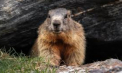 Celebra marmotă cunoscută sub numele de Phil a ieșit din vizuina sa din Pennsylvania și și-a văzut umbra. Acest lucru anunță că încă șase săptămâni vom avea parte de o vreme geroasă - VIDEO