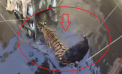 Un tigru şi prada sa, mistreţul urmărit, au căzut într-un puţ din India. Momentul în care au fost salvaţi, cu o macara improvizată - VIDEO