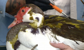 Noua modă în rândul deținătorilor de animalelor de companie. Schimbare de look pentru păsări: Le duc la coafor - VIDEO 
