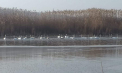 Imagini spectaculoase surprinse de inspectorii de mediu: Lebede și peisaje care reînvie natura - FOTO/VIDEO