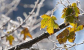 Vremea se menține rece, cu minime de până la -7 grade. Prognoza meteo