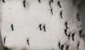 Recompensă pentru prinderea țânțarilor: Cum încearcă un oraș din Filipine să stopeze răspândirea febrei dengue