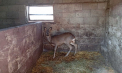 O căprioară rănită - salvată de un localnic și eliberată în natură de inspectorii de mediu din Ungheni. Detaliile IPM - FOTO/VIDEO