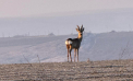 Imagini spectaculoase din natură: Căprioare și puii lor, surprinși pe câmpurile din Ialoveni și Florești - FOTO/VIDEO