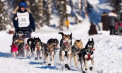 Doi, trei, patru, cinci sau șase câini putere. În Marea Britanie este organizat anual un campionat inedit de curse, unde participanții au trăsuri improvizate, acestea fiind trase de câini husky siberieni - VIDEO