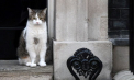Motanul Larry din Downing Street nu s-a bucurat de oaspteții din acest weekend. El s-a arătat supărat pe ceea că a fost lăsat afară după ce delegațiile europene au intrat în reședința lui Keir Starmer - VIDEO