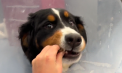 Luna - cățelul norocos din Statele Unite. Medicii veterinari au reușit să îi salveze viața, după ce a înghițit peste 40 de obiecte - VIDEO
