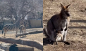 Baby boom la Grădina Zoologică din Chișinău: S-au născut mai mulți puiuți de animale  - VIDEO