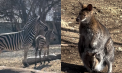 Baby boom la Grădina Zoologică. Un pui de zebră, unul de muflon, un cangur, doi mieluți, dar și  iepurași și porcușori de guneea – toți au venit pe lume de la începutul acestui an - VIDEO