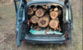 Au tăiat ilegal mai mulți copaci dintr-o pădure din Taraclia: Mai multe persoane - documentate. Poliția vine cu detalii - VIDEO