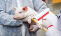 Trei focare noi de Pestă porcină africană și un focar de Rabie - înregistrate în țara noastră. Localitățile vizate