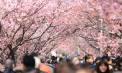 Sezonul cireșilor înfloriți s-a deschis oficial în Japonia și China. Parcurile și aleele au fost invadate de turiștii care au venit să admire spectacolul naturii - VIDEO 