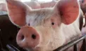 Un nou focar de pestă porcină, depistat la o fermă din raionul Criuleni: În localitate a fost instituită carantină - VIDEO