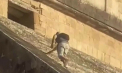 Un turist german a ignorat interdicțiile și a urcat pe treptele faimoasei piramide Chichen Itza, din Mexic - VIDEO