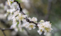 Înghețurile prognozate în următoarele zile ar putea afecta culturile agricole? Ce spun specialiștii după ce meteorologii au anunțat că vremea se răcește brusc - VIDEO