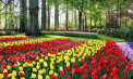Primăvara prinde viață în cel mai spectaculos mod, în Țările de Jos. Grădina Keukenhof devine epicentrul frumuseții florale, atrăgând zeci de mii de turiști din toate colțurile lumii - VIDEO