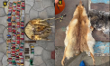 Mai multe persoane din raionul Hîncești - cercetate penal, duă ce la domiciliile acestora au fost găsite arme deținute ilegal, muniții și blănuri de animale sălbatice - VIDEO