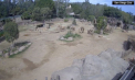 Reacția unor elefanți de la Grădina Zoologică din San Diego, în timpul unui cutremur: Își protejează cei mai tineri membri ai turmei - VIDEO