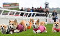 Distracție 100% britanică. Corgi Derby, cursa câinilor cu picioare scurte - VIDEO 