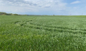 Criză în agricultura americană generată de tarife. Fermierii reclamă pierderi financiare masive, comenzi anulate şi blocaje în lanţul logistic