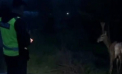 Misiune specială pentru polițiștii din Nisporeni: Aceștia au salvat o căprioară rătăcită pe carosabil - FOTO