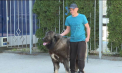 Eleganță și dresaj pe patru labe: Peste 120 de rase de câini au participat la expoziția internațională de la Chișinău - VIDEO
