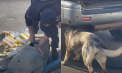 750 de pachete de țigări, ascunse într-un rezervor modificat, depistate la postul vamal Cahul cu ajutorul patrupedelor Emma și Artura - VIDEO