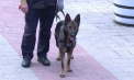 Campionat cu miros fin: 11 câini din 6 țări au participat la Orhei la un concurs internațional de detectare a tutunului - VIDEO