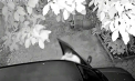 Au intrat în curțile oamenilor și au furat mai multe mașini. Trei tineri, reținuți de polițiști. Imagini, surprinse de camerele de supraveghere - VIDEO