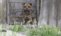Caz șocant la Chircăiești, raionul Căușeni. Un copil de cinci ani a fost grav rănit după ce a fost atacat de un câine din rasa pitbull - VIDEO
