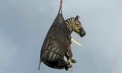 Nu e o scenă din „Madagascar”, ci realitate: O zebră a fost dusă cu elicopterul direct acasă. Zborul său a devenit viral instant - VIDEO