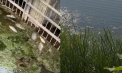 Dezastru ecologic pe un lac din capitală. Zeci de pești morți plutesc pe suprafața apei, iar zona este învăluită de un miros neplăcut. Ce spun responsabilii de la Spații Verzi - VIDEO
