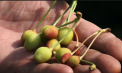 „Ramurile sunt goale, pomii fără roadă”. Pomicultorii cer ajutor după un an agricol dezastruos - VIDEO

