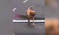 Vedeta unei curse de ciclism din Columbia a fost un câine. Pe lângă faptul că a parcurs alături de participanți aproape 25 de kilometri, cățelul le-a fost ghid și a ajuns la finiș - VIDEO
