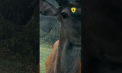 Un cerb curios - surprins într-o ipostază amuzantă, într-un Parc Național din România. Din imagini pare că animalul își face un selfie, în fața unei camere de supraveghere - VIDEO