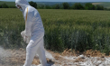 Focar de pestă porcină în nordul țării: Raioanele Drochia și Rîșcani, în carantină, după ce mai multe cadavre de porci au fost aruncate într-un lan de grâu. Recomandarile ANSA - VIDEO 