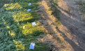 Peste 5000 de plante de cânepă, camuflate printre rândurile de mazăre și secară pe un teren agricol din Antoneuca - găsite de polițiști - VIDEO