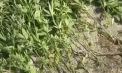 Marijuana, în gospodăria unui bărbat. Poliția a deschis un dosar penal - VIDEO