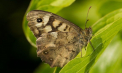 Un mare oraș din România, invadat de o specie de insecte. Mesaj către populație: „Nu avem ce să facem, durează 3-4 zile”
