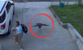 Un curcan furios a atacat un bărbat în New York. Cum a reușit să scape victima - VIDEO