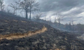 Incendiu de vegetație de proporții la Copanca: Focul a mistuit 10 hectare de teren. Șapte autospeciale și 30 de pompieri luptă cu flăcările de mai bine de nouă ore - FOTO/VIDEO