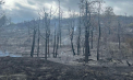 Incendiu de proporții la Căușeni: 10 hectare de teren cu vegetație uscată, inclusiv 3 hectare de pădure și două gospodării, au fost mistuite de flăcări - FOTO