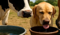 Recomandările ANSA pentru deținătorii de animale, în perioada caniculei. De ce trebuie să țină cont aceștia pentru siguranța patrupedelor
