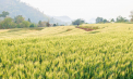 An bun pentru agricultorii din nord: Recolta de orz, peste medie. Fermierii așteaptă prețuri corecte - VIDEO