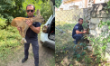 Misiune neobișnuită și emoționantă în orașul Ialoveni: O căprioară speriată, salvată de inspectorii de mediu - VIDEO