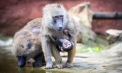 Proteste în Germania după ce o grădină zoologică a decis să eutanasieze 12 babuini sănătoși, deoarece adăpostul acestora devenise prea mic - VIDEO