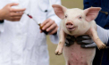 Focar de pestă porcină africană descoperit în Braniște, Rîșcani: opt porci infectați. Autoritățile au adoptat mai multe măsuri urgente 