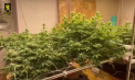 Doi bărbați - reținuți pentru cultivarea marijuanei și a ciupercilor halucinogene în laboratoare improvizate. O persoană urmează să fie dată în căutare internațională - VIDEO